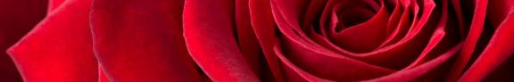 Nahaufnahme einer roten Rose